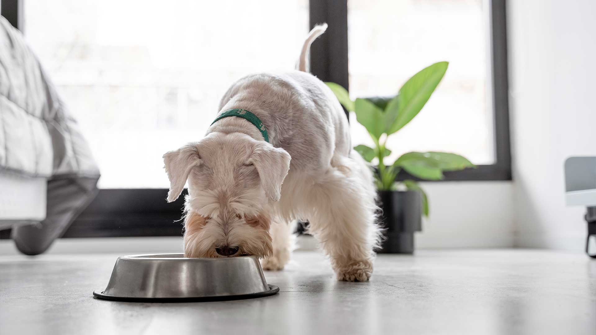 Why Your Dog or Cat Deserves Filtered Water Too