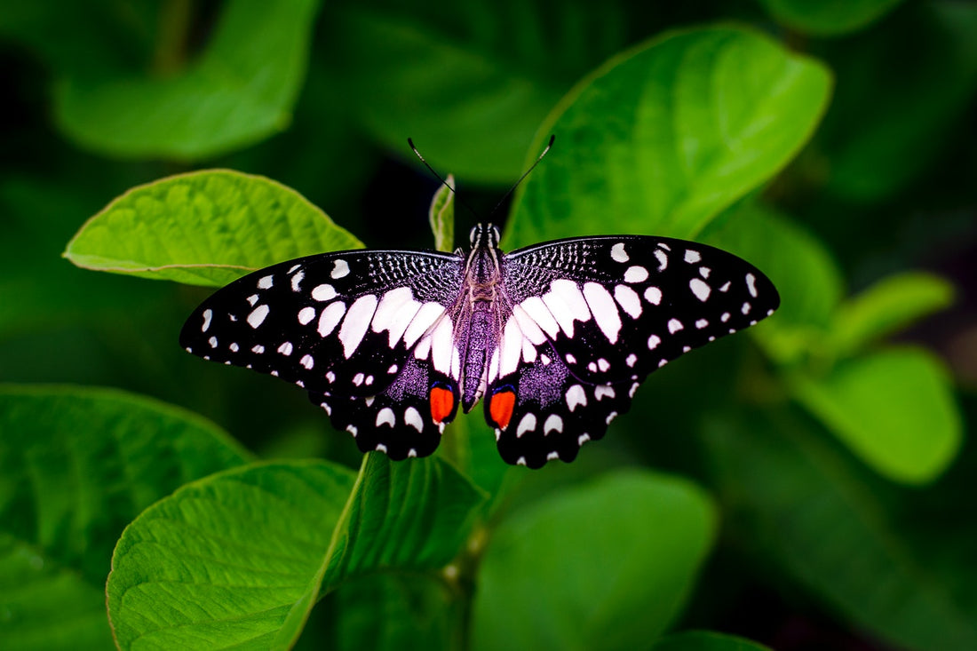 The Butterfly (Gland) Effect – Thyroid Health Uncovered