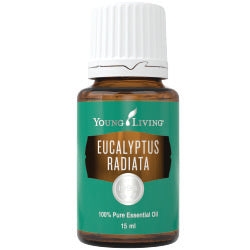 Eucalyptus Radiata